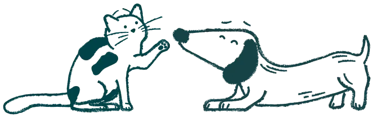 Dog and a Cat playing