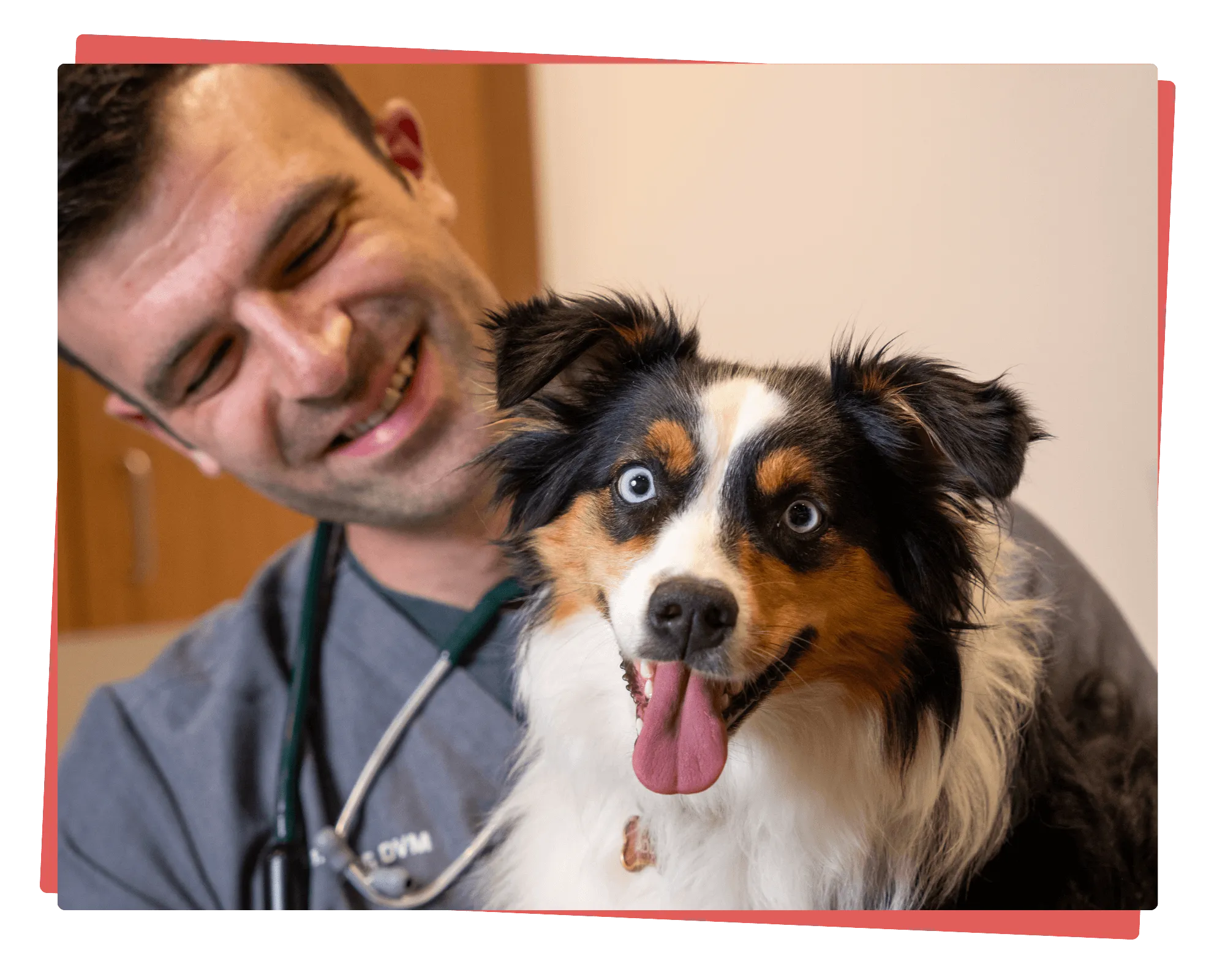 A veterinarian carrying an australian shepherd