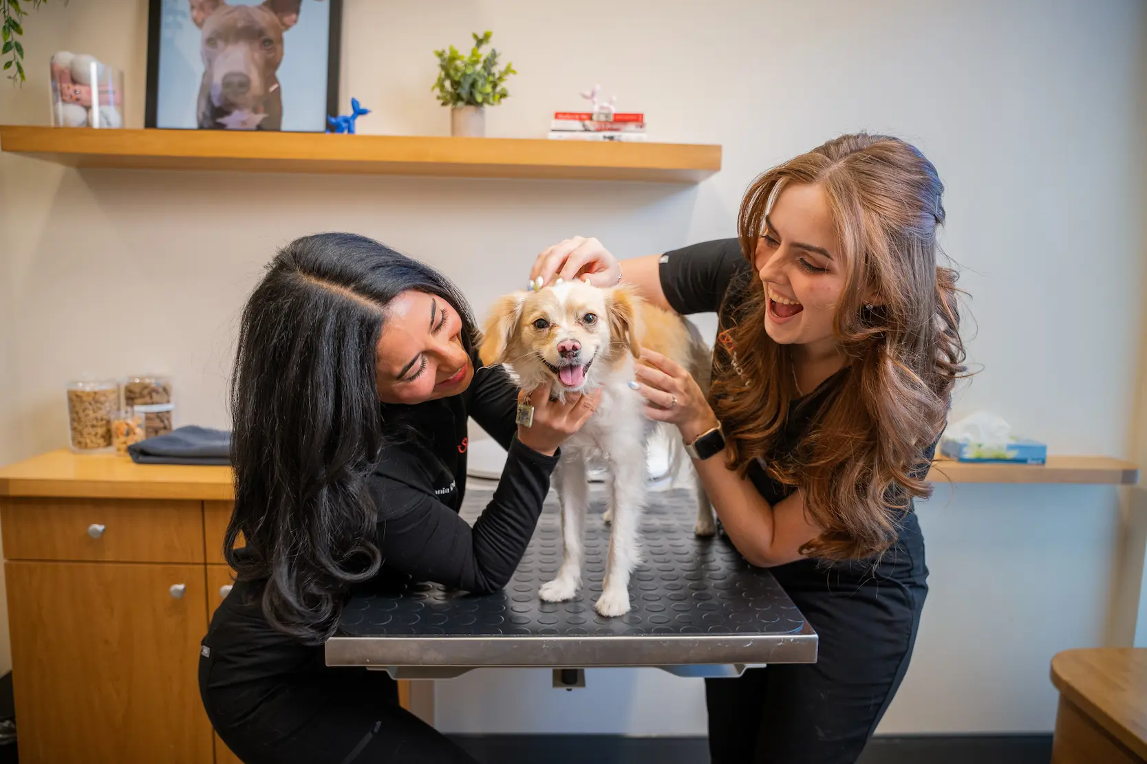 Two Sploot vet team members gently examining a senior dog on the exam table