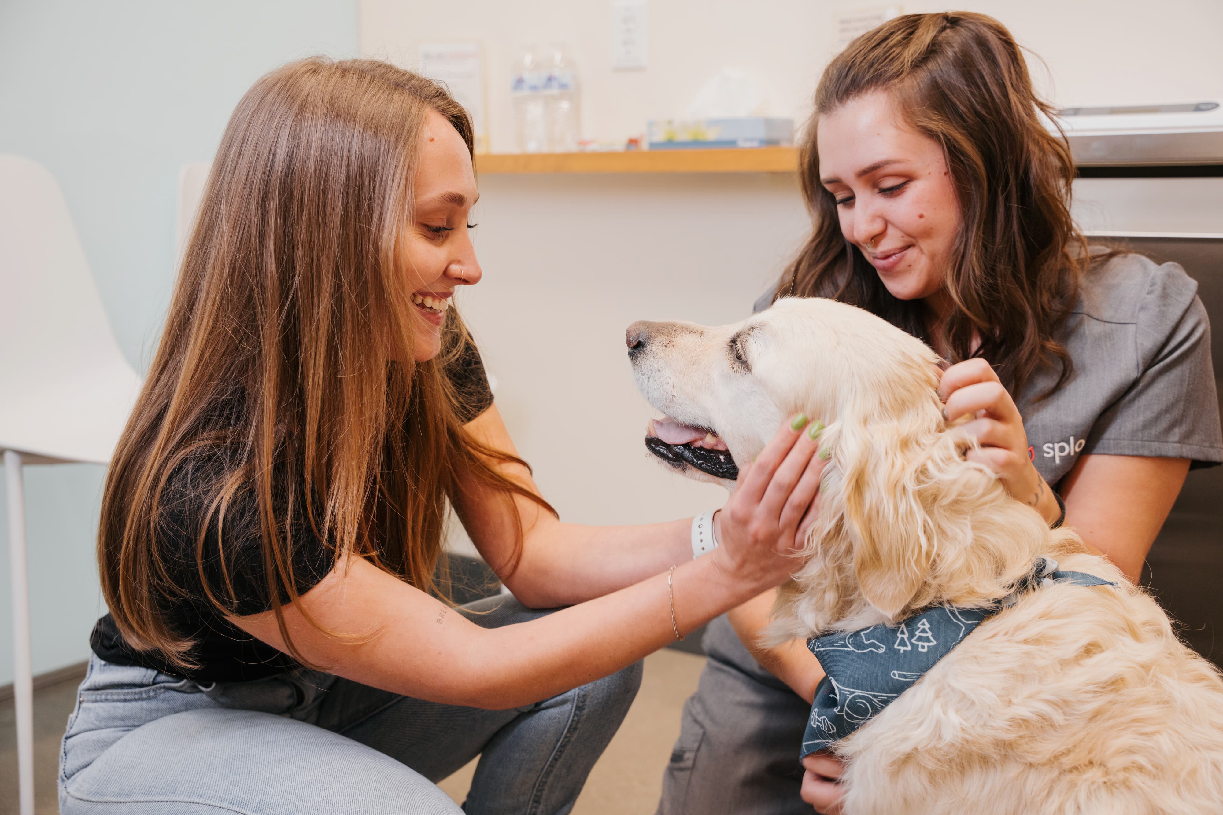 A Sploot team member gently checking a golden retriever's face and coat during an exam