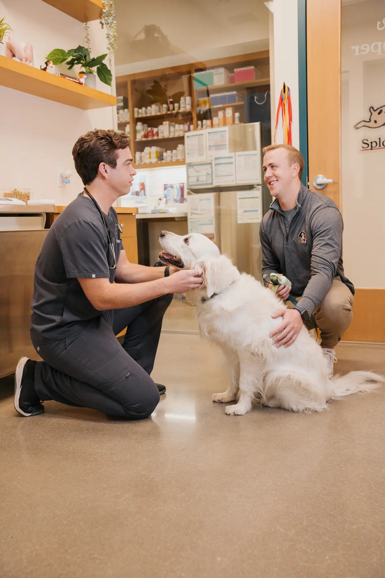 A Sploot vet kneeling to greet a young golden retriever and their pet parent in the clinic