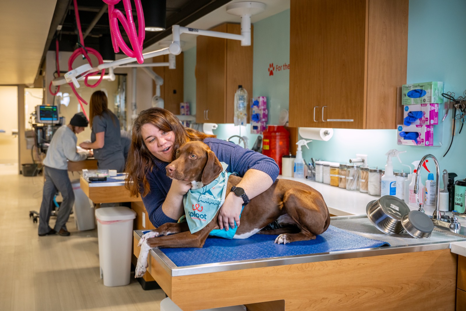 A Sploot veterinary team member caring for a dog in the treatment area