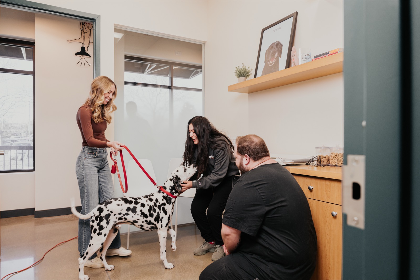 A Dalmatian meeting the Sploot team in a bright exam room