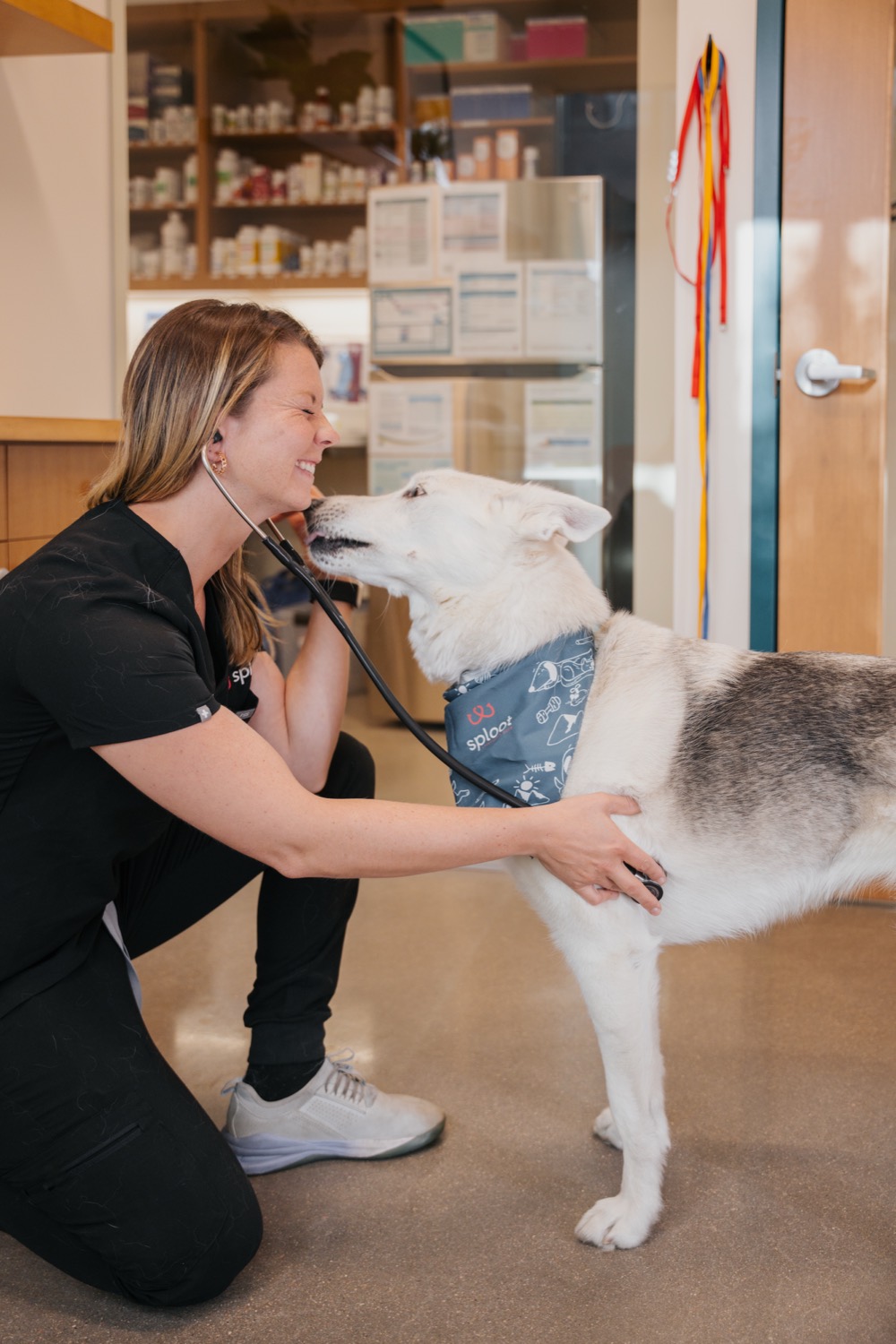 A smiling Sploot vet nose-to-nose with a husky during an exam