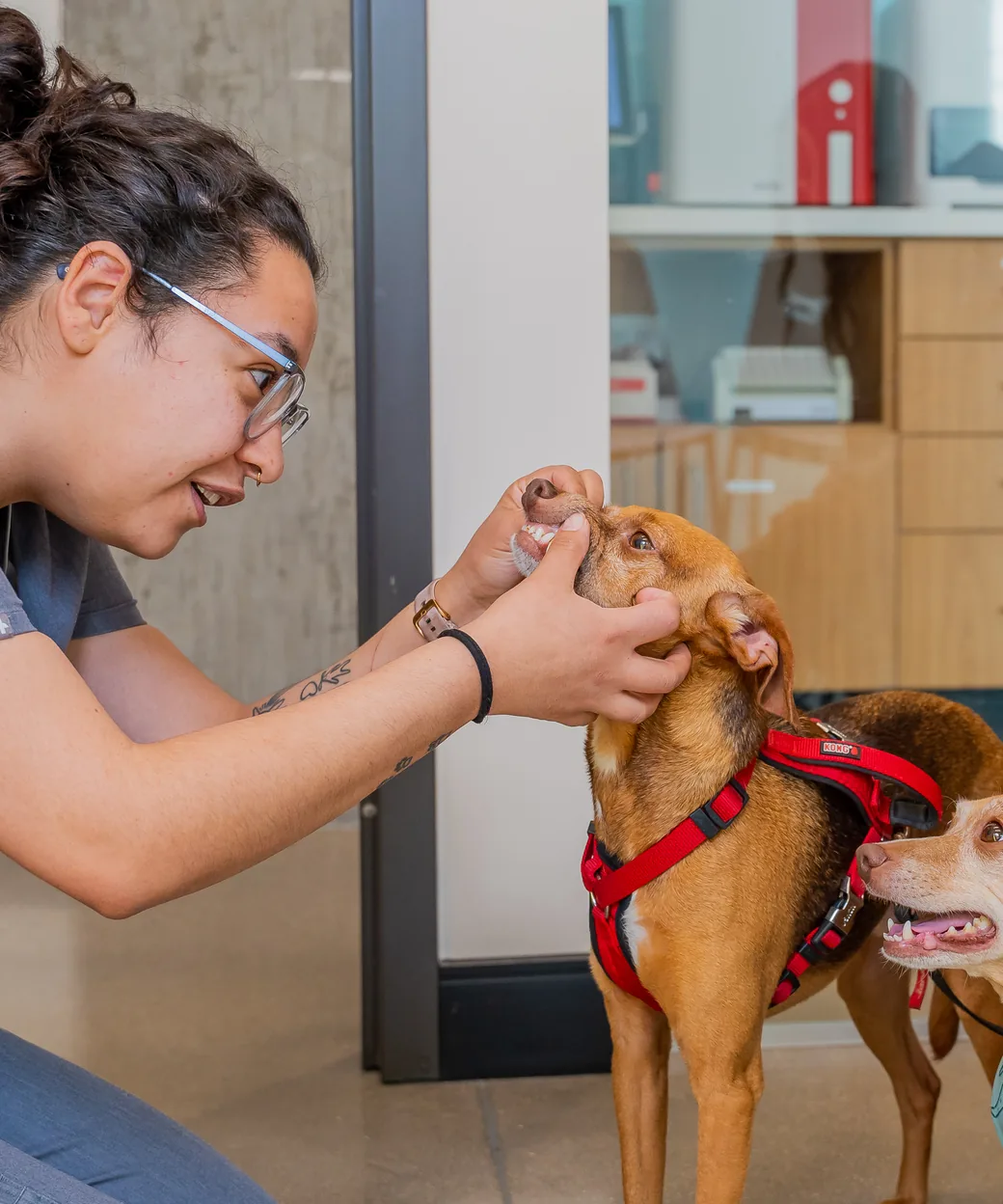 A Sploot vet gently lifting a dog's lip to check its teeth during a dental exam