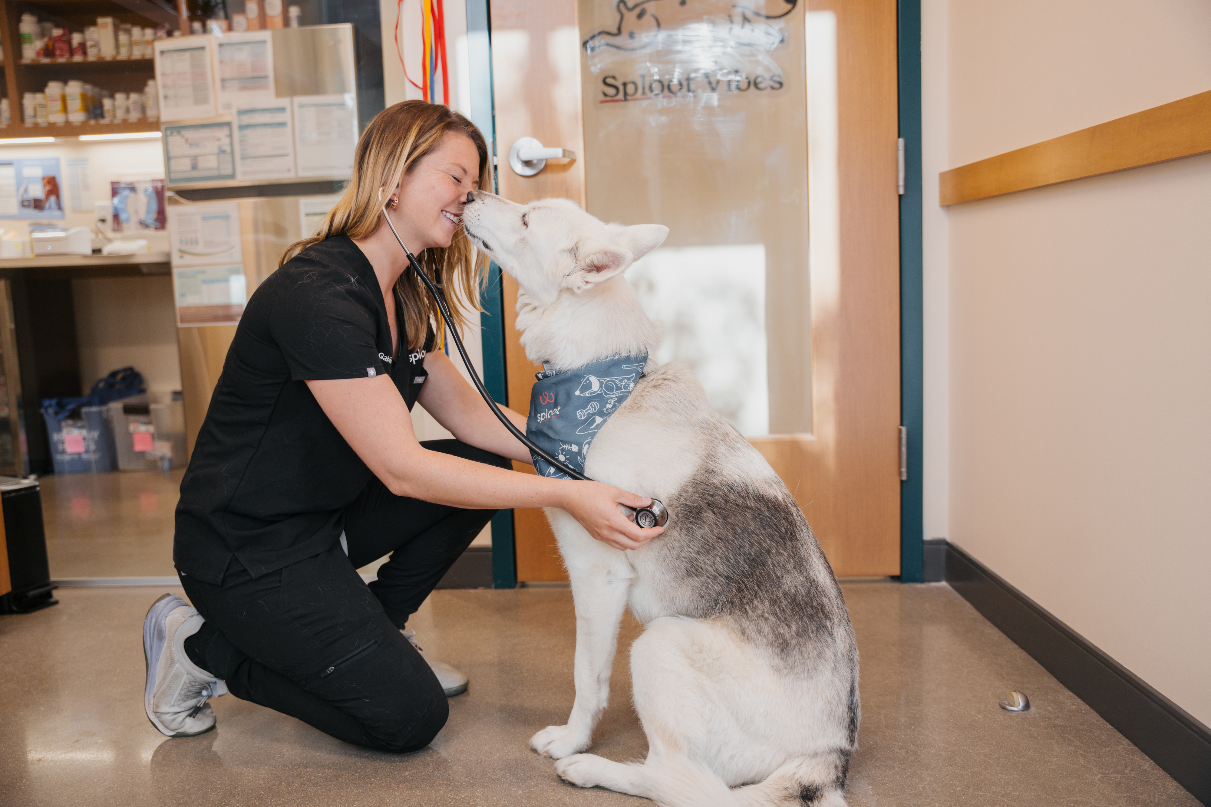 Sploot vet examining a husky