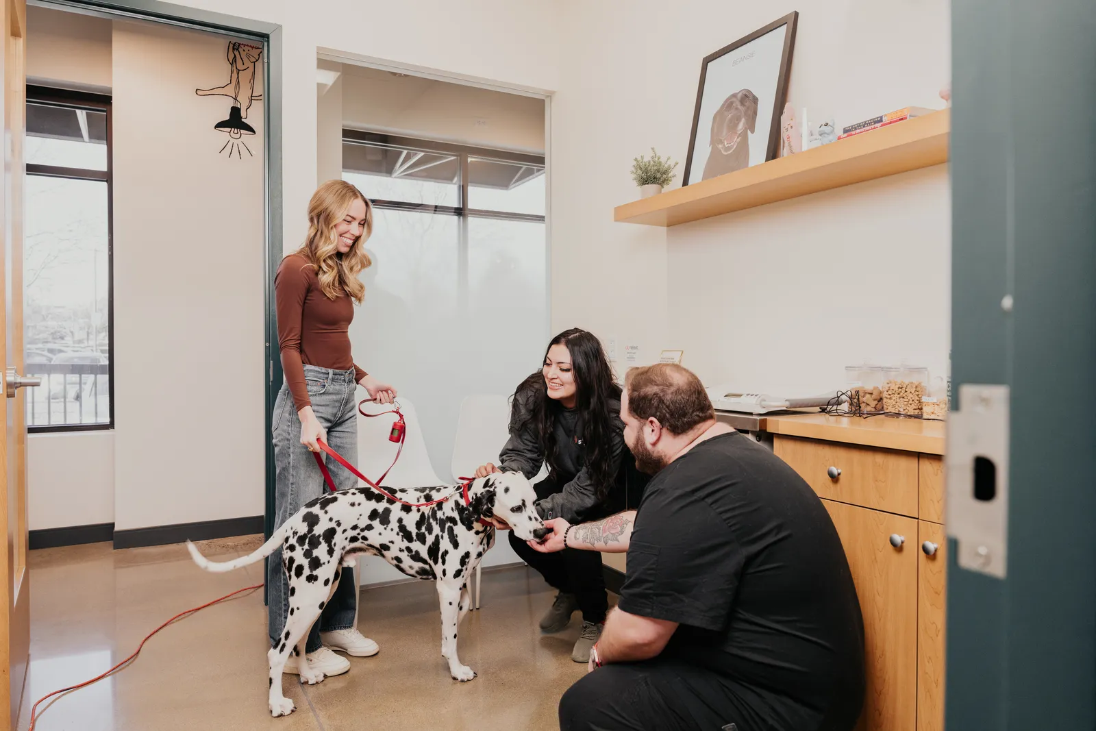 A Dalmatian on a red leash being greeted by two Sploot team members while its owner holds the leash, in a Sploot exam room.