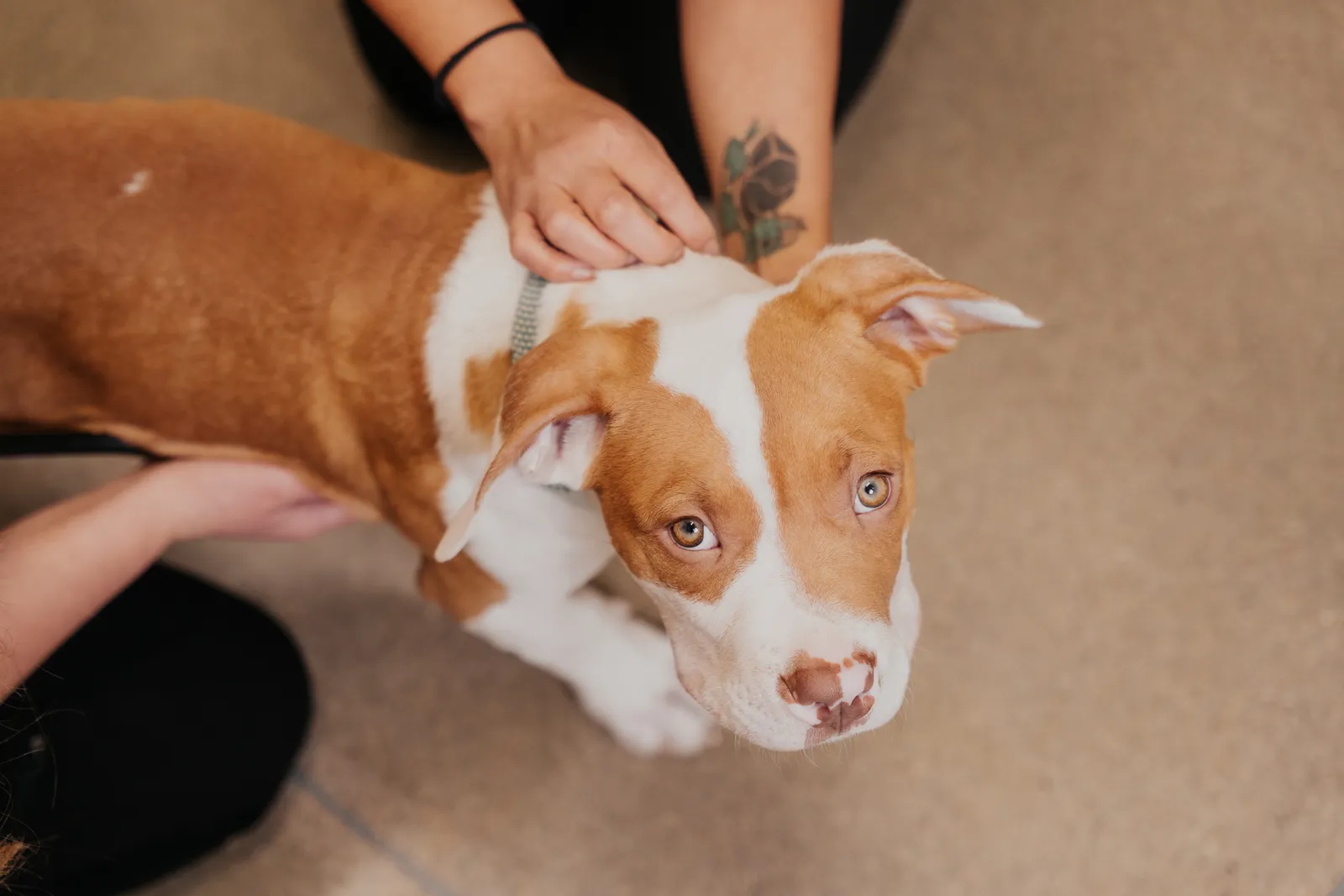A Sploot veterinarian running both hands through a dog's coat during a physical exam.