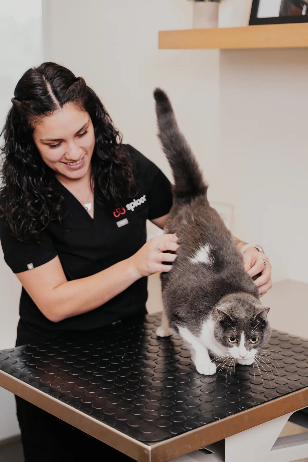 A Sploot team member running a hand along a cat's coat during a check-up, the cat standing on an exam table.
