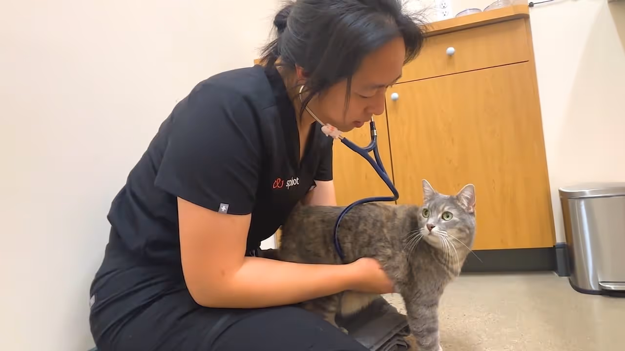 Mochi the cat calm during his post-neuter check-up at Sploot