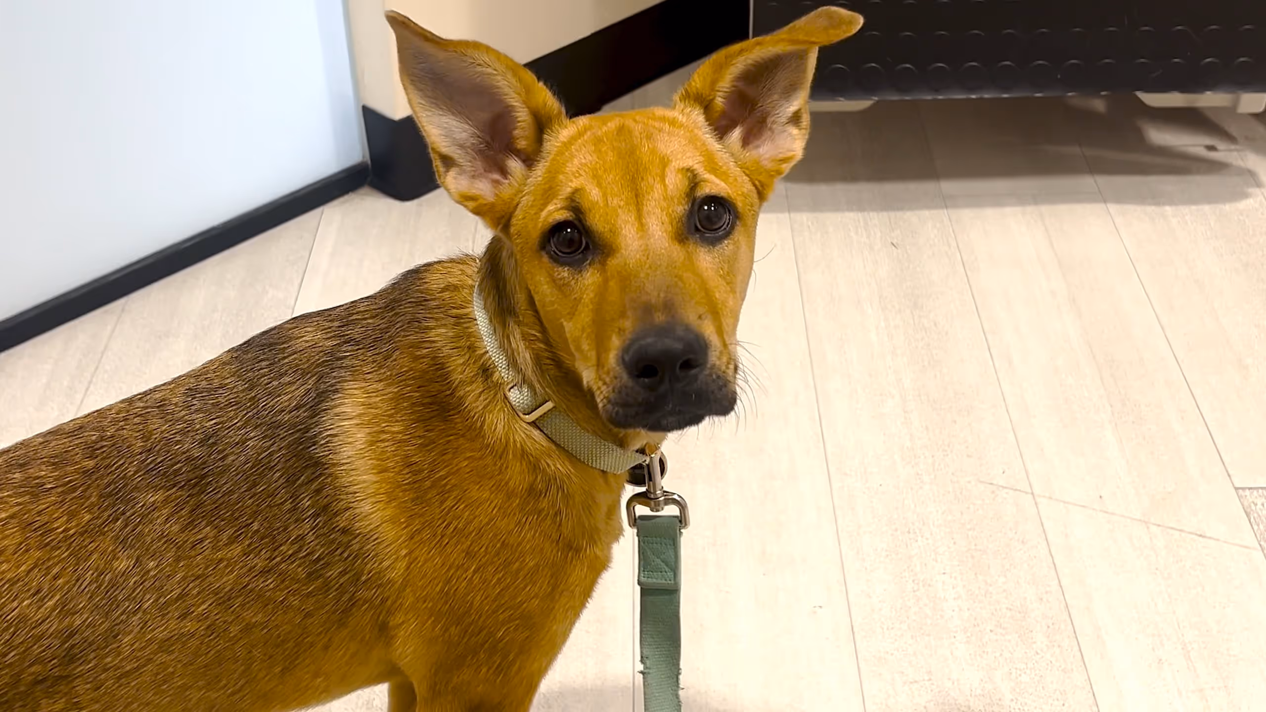 Bailey the rescue pup, happy and recovered at home after her spay
