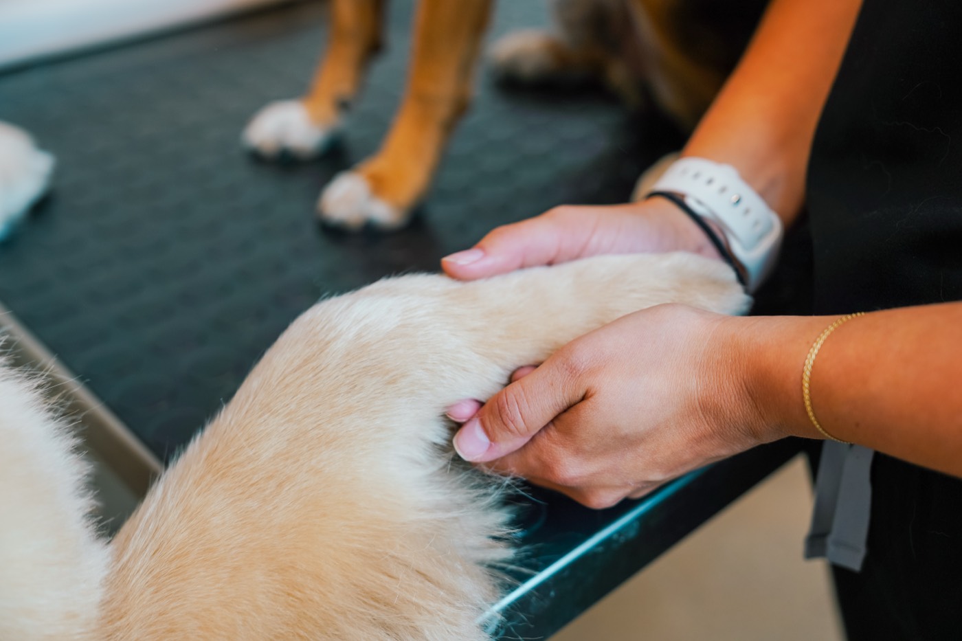 A Sploot team member gently holding a dog's paw on the exam table
