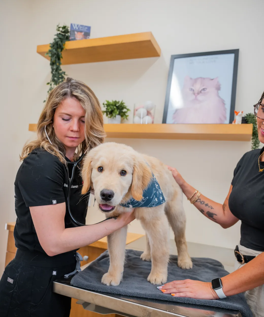 A Sploot veterinarian listening to a golden retriever puppy's heart with a stethoscope while a teammate steadies him on the exam table